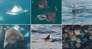 Image result for Mobula thurstoni