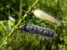 Attēlu rezultāti vaicājumam “Cytisus scoparius fruit”