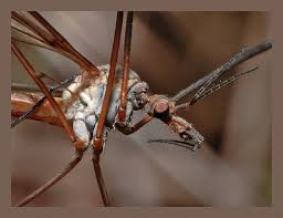 Attēlu rezultāti vaicājumam “Epiphragma ocellare”