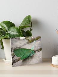 Attēlu rezultāti vaicājumam “Geometra papilionaria”