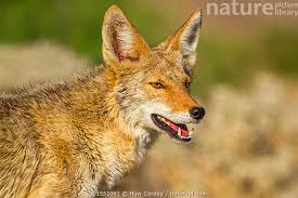 Image result for Hartlepool Coyotes