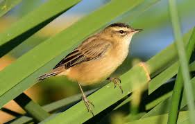 Attēlu rezultāti vaicājumam “Acrocephalus schoenobaenus adult”