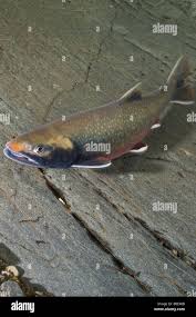 Image result for Salvelinus malma