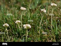 Attēlu rezultāti vaicājumam “Antennaria dioica leaf”