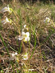 Attēlu rezultāti vaicājumam “Pinguicula alpina flower”