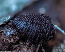 Attēlu rezultāti vaicājumam “Stemonitopsis amoena spores”