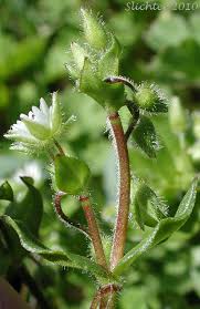 Attēlu rezultāti vaicājumam “Arenaria procera leaf”