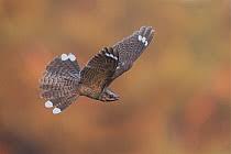 Attēlu rezultāti vaicājumam “Caprimulgus europaeus adult”