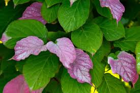 Attēlu rezultāti vaicājumam “Actinidia kolomikta”