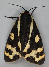 Attēlu rezultāti vaicājumam “Parasemia plantaginis female”