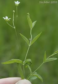 Attēlu rezultāti vaicājumam “Moehringia lateriflora leaf”