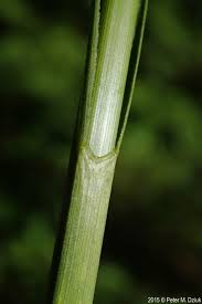 Attēlu rezultāti vaicājumam “Eriophorum gracile leaf”