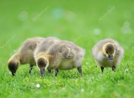 Attēlu rezultāti vaicājumam “Anser anser juvenile”