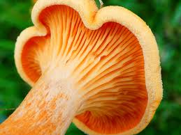 Attēlu rezultāti vaicājumam “Hygrophoropsis aurantiaca”
