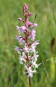 Attēlu rezultāti vaicājumam “Gymnadenia conopsea fruit”