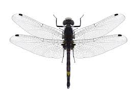 Attēlu rezultāti vaicājumam “Leucorrhinia pectoralis”