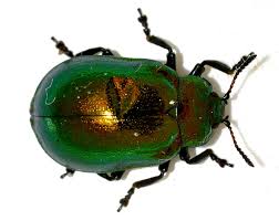 Attēlu rezultāti vaicājumam “Linaeidea aenea”