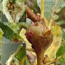 Attēlu rezultāti vaicājumam “Rabdophaga heterobia”