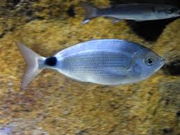 Image result for Oblada melanurus