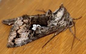 Attēlu rezultāti vaicājumam “Syngrapha interrogationis”