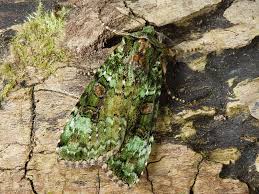 Attēlu rezultāti vaicājumam “Anaplectoides prasina”