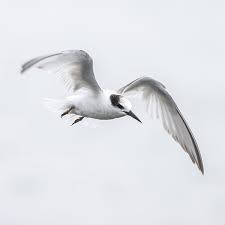 Attēlu rezultāti vaicājumam “Sternula albifrons”