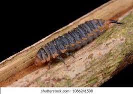 Attēlu rezultāti vaicājumam “Lygistopterus sanguineus larva”