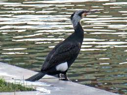Attēlu rezultāti vaicājumam “Phalacrocorax carbo adult”
