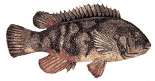 Image result for Tautoga onitis