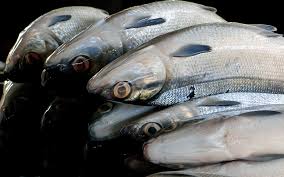 Image result for Chanos chanos