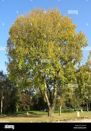 Attēlu rezultāti vaicājumam “Populus”