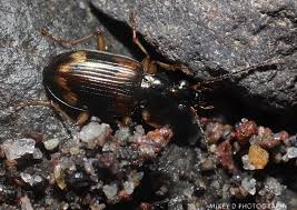 Attēlu rezultāti vaicājumam “Bembidion sp.”