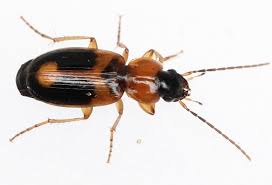 Attēlu rezultāti vaicājumam “Badister bullatus”