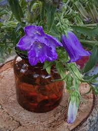 Image result for Campanula medium