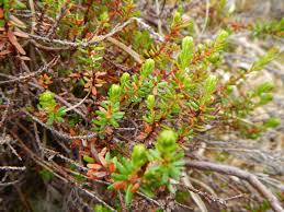Attēlu rezultāti vaicājumam “Empetrum nigrum”