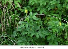 Attēlu rezultāti vaicājumam “Agrimonia pilosa flower”