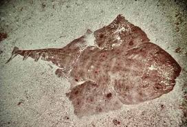 Image result for Squatina squatina