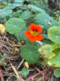 Attēlu rezultāti vaicājumam “Tropaeolum majus leaf”