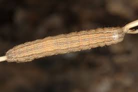 Attēlu rezultāti vaicājumam “Mythimna impura”