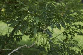 Attēlu rezultāti vaicājumam “Fraxinus excelsior Pendula fruit”