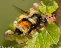 Attēlu rezultāti vaicājumam “Bombus”