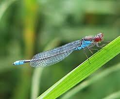 Attēlu rezultāti vaicājumam “Coenagrionidae”
