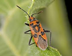 Attēlu rezultāti vaicājumam “Rhopalus maculatus”