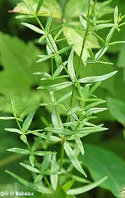 Attēlu rezultāti vaicājumam “Galium boreale leaf”