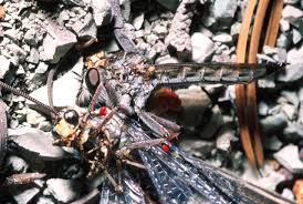 Attēlu rezultāti vaicājumam “Asilidae”