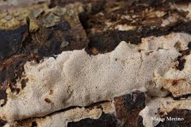 Attēlu rezultāti vaicājumam “Postia leucomallella”