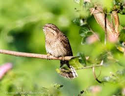 Attēlu rezultāti vaicājumam “Jynx torquilla adult”