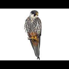 Attēlu rezultāti vaicājumam “Falco subbuteo”