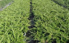 Attēlu rezultāti vaicājumam “Juniperus sabina”