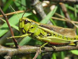 Attēlu rezultāti vaicājumam “Stethophyma grossum”